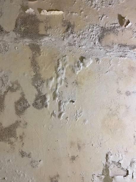 Best Affordable Mold Removal  in Waycross, GA